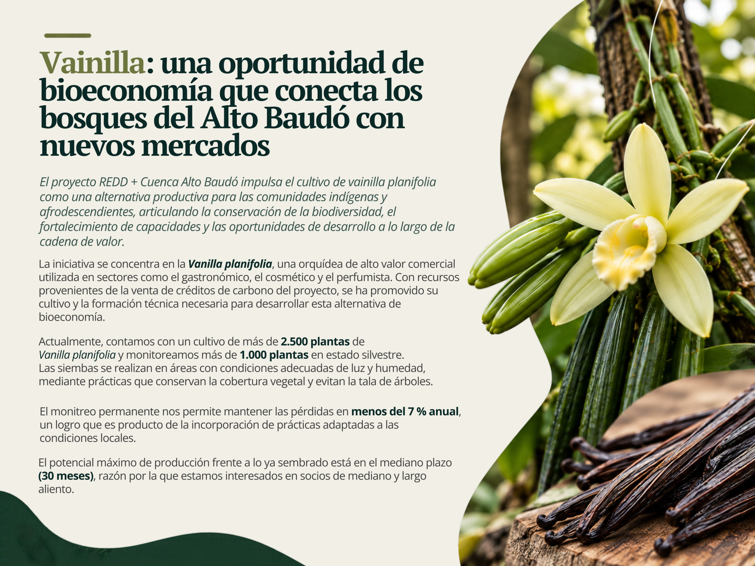 Mini nota: vainilla en el Alto Baudó